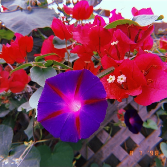 Threads of Violet - Picture 9 of 16